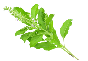 Dioxic- Nicotine Breaker